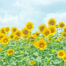 画像：2023年夏期特別コースのイメージ